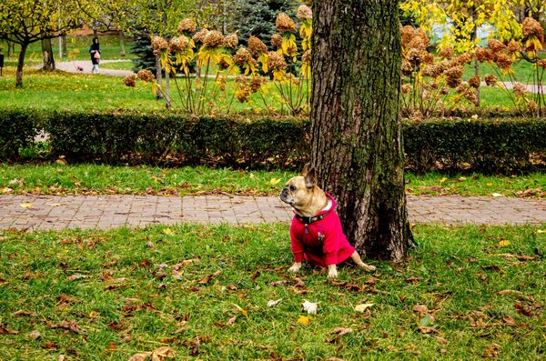 Huile de cbd : un allié pour mieux dormir en voyage